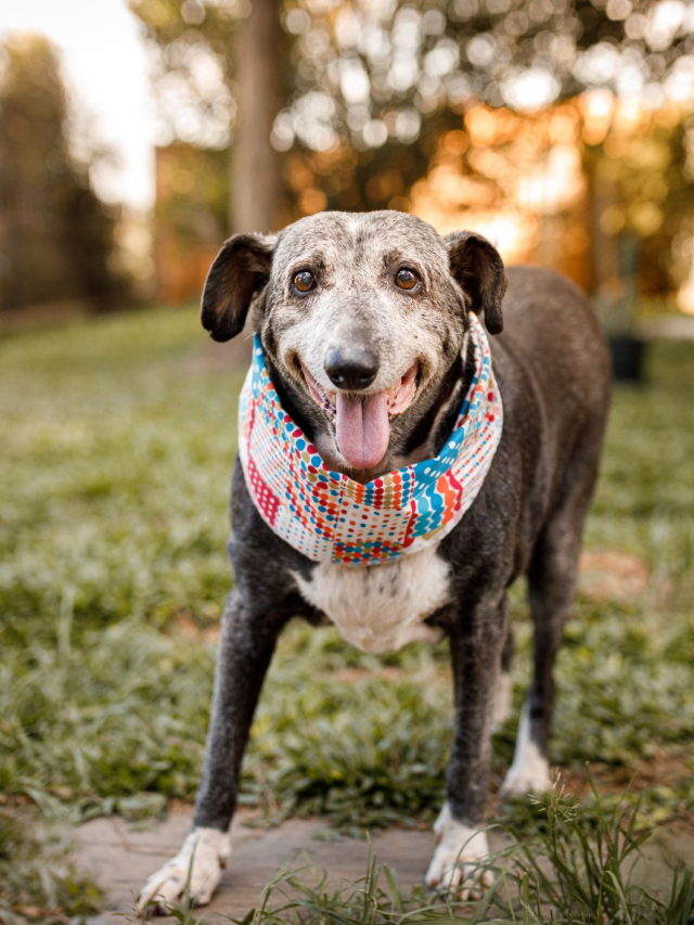 10 Tips to Care For Your Senior Dog